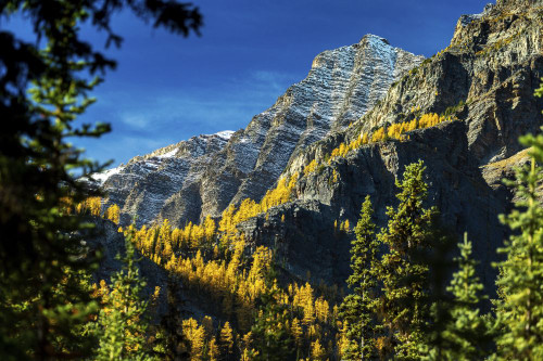 Glowing yellow larch trees in the fall along a mountain cliff framed by evergreen trees, with snow-covered mountain peak and blue sky in the background, Banff National Park; Lake Louise, Alberta, Canada Poster Print by Michael Interisano (19 x 12)