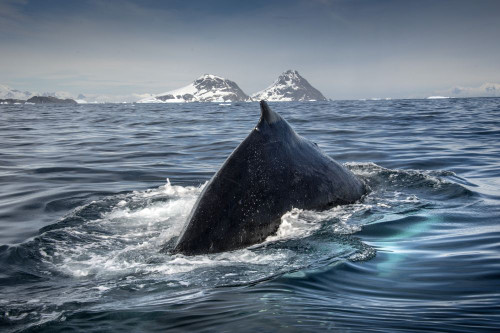 Humpback whale (Megaptera novaeangliae) diving in Cierva Cove; Antarctica Poster Print by Karen Kasmauski (18 x 12)