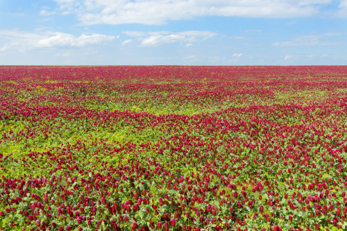 Field of crimson clover (Trifolium incarnatum) on a sunny day in Burgenland, Austria Poster Print by Raimund Linke (19 x 12)