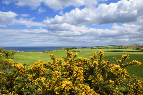 Scenic view of countryside with common gorse in spring at St Abbs in Scotland Poster Print by Raimund Linke (19 x 12)