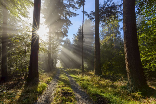 Forest path with morning mist and sun beams in the Odenwald hills in Hesse, Germany Poster Print by Raimund Linke (19 x 12)