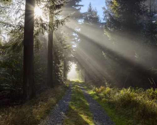 Forest path with morning mist and sun beams in the Odenwald hills in Hesse, Germany Poster Print by Raimund Linke (17 x 14)