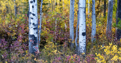 Colourful autumn foliage on a forest floor with the trunks of aspen trees in the foreground; British Columbia, Canada Poster Print by Lorna Rande (22 x 11)