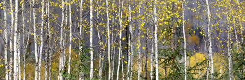 Aspens highlight an autumn coloured forest along BC Highway 16 driving east from Terrace towards Smithers; British Columbia, Canada Poster Print by Lorna Rande (36 x 11)