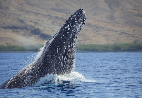 Breaching Humpback Whale (Megaptera novaeangliae); Hawaii, United States of America Poster Print by Dave Fleetham (19 x 13)