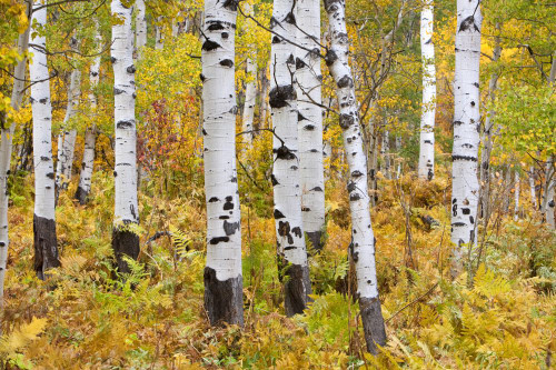 Aspen trees in vibrant autumn colours on Thorpe Mountain near Steamboat Springs, Colorado, USA; Colorado, United States of America Poster Print by Ron Dahlquist (17 x 11)