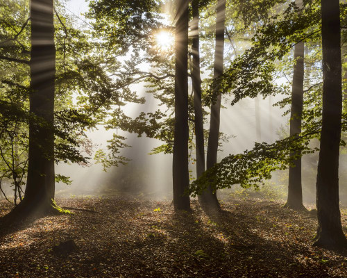 Forest in the morning with sun rays through the haze in the Odenwald hills in Hesse, Germany Poster Print by Raimund Linke (17 x 14)