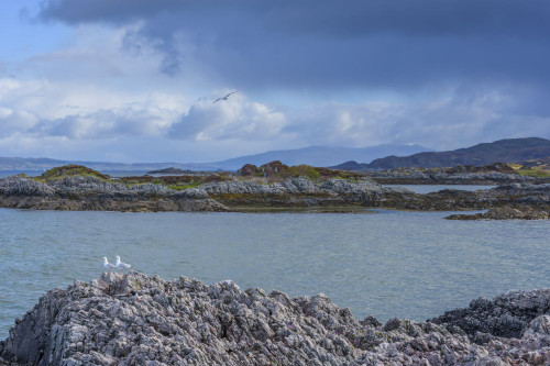 Scottish coast with seagulls and cloudy sky over the ocean at Mallaig in Scotland, United Kingdom Poster Print by Raimund Linke (19 x 12)