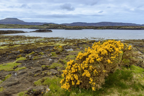 Sea bay at low tide with gorse bushes in springtime at the village of Dunvegan on the Isle of Skye in Scotland, United Kingdom Poster Print by Raimund Linke (19 x 12)