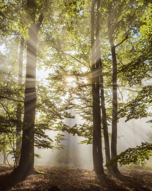 Forest in the morning with sun rays through the haze in the Odenwald hills in Hesse, Germany Poster Print by Raimund Linke (12 x 15)