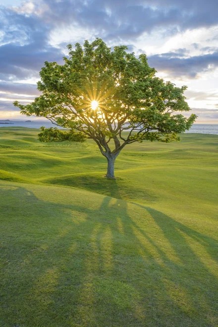 Sun shining through a maple tree on a golf course on the coast at sunset at North Berwick in Scotland, United Kingdom Poster Print by Raimund Linke (12 x 19)