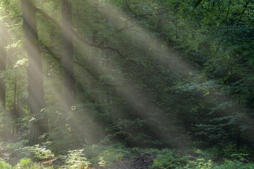 Forest with Haze and Sunbeams in the Morning in Spring, Vielbrunn, Odenwald, Hesse, Germany Poster Print by Raimund Linke (18 x 12)