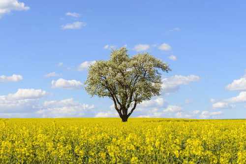 Blossoming Pear Tree in Canola Field in Spring, Schwarzenbronn, Baden-Wurttemberg, Germany Poster Print by Raimund Linke (19 x 12)