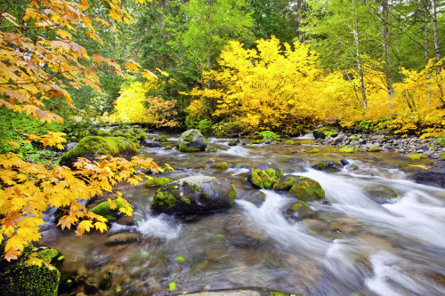 Autumn coloured foliage along the flowing Santiam River in Willamette National Forest; Oregon, United States of America Poster Print by Craig Tuttle (19 x 12)