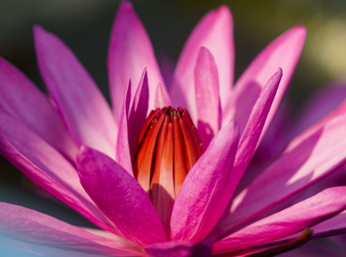 Blossoming Lotus Flower (Nelumbo nucifera) on Red Lotus Lake; Chiang Haeo, Thailand Poster Print by Ernest Manewal (17 x 13)