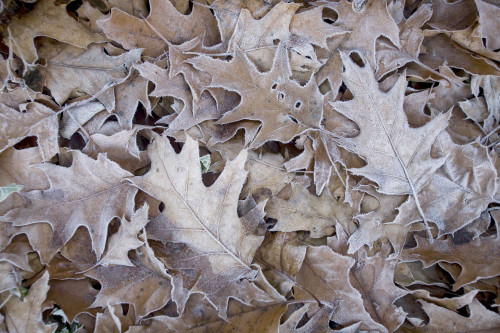 Dead leaves with a layer of frost, Tea Creek Mountain Trail - Pocahontas County, West Virginia, USA; West Virginia, United States of America Poster Print by Skip Brown (17 x 11)