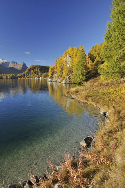 Autumn Landscape and Shoreline, Silsersee, Engadin, Canton of Graubunden, Switzerland Poster Print by Raimund Linke (12 x 19)