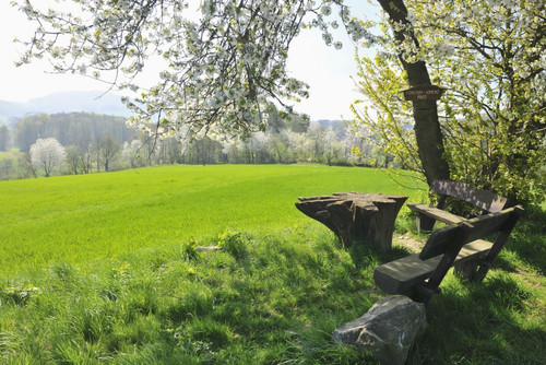 Bench under Cherry Tree in Spring, Reichelsheim, Hesse, Germany Poster Print by Raimund Linke (19 x 12)