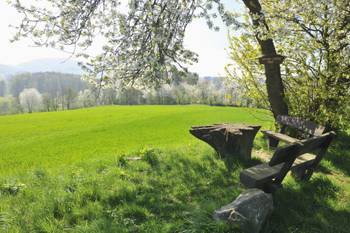 Bench under Cherry Tree in Spring, Reichelsheim, Hesse, Germany Poster Print by Raimund Linke (19 x 12)