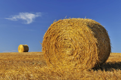 Hay Bale, Province of Siena, Tuscany, Italy Poster Print by Raimund Linke (19 x 12)