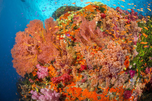 Alconarian and gorgonian coral with schooling anthias dominate this Fijian reef scene; Fiji Poster Print by Dave Fleetham (19 x 12)