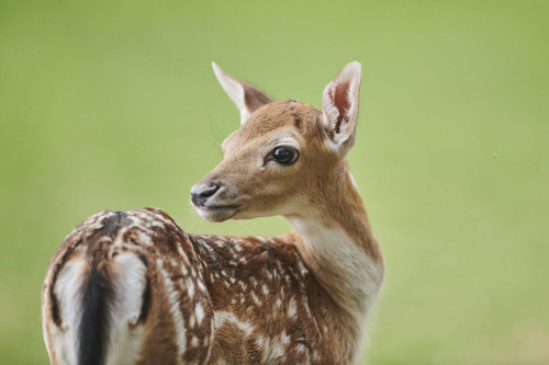 European fallow deer or common fallow deer (Dama dama) fawn portrait; Bavaria, Germany Poster Print by David & Micha Sheldon (20 x 13)