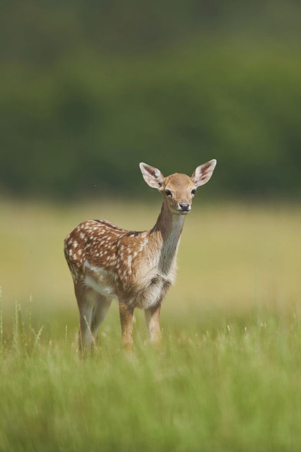 European fallow deer or common fallow deer (Dama dama) fawn portrait; Bavaria, Germany Poster Print by David & Micha Sheldon (12 x 18)