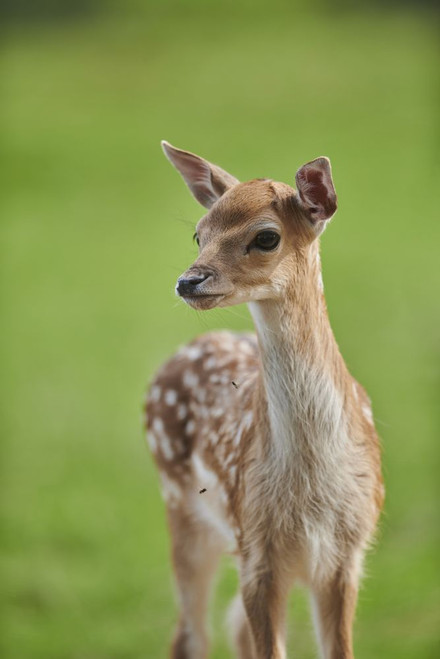 European fallow deer or common fallow deer (Dama dama) fawn portrait; Bavaria, Germany Poster Print by David & Micha Sheldon (13 x 20)