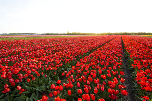 View over Red Tulip Fields at Sunset in Spring, Ruigenhoek, South Holland, Netherlands Poster Print by Raimund Linke (19 x 12)