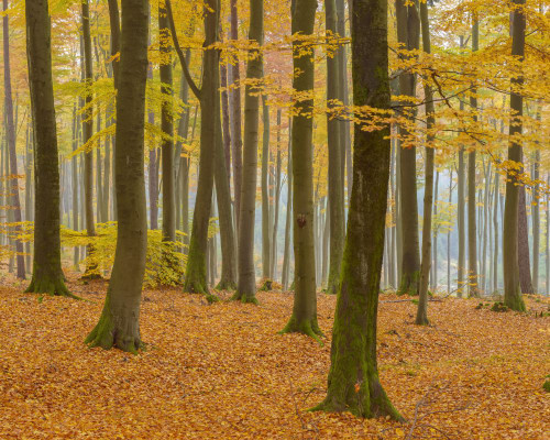 Beech Tree Forest in Autumn, Spessart, Bavaria, Germany Poster Print by Raimund Linke (17 x 14)