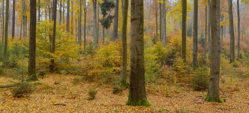 Colorful Autumn Forest, Spessart, Bavaria, Germany Poster Print by Raimund Linke (25 x 11)