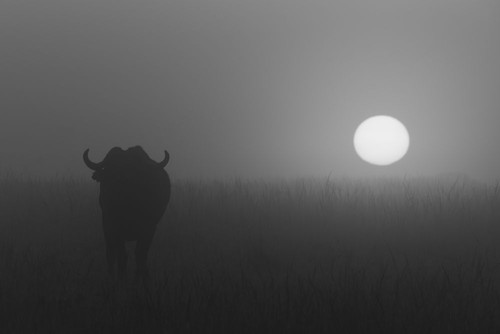 Lone African buffalo (Syncerus caffer) stands in grass during a misty dawn, Maasai Mara National Reserve; Maasai Mara, Kenya Poster Print by Nick Dale (18 x 12)