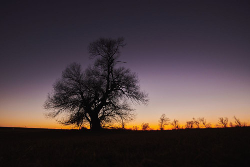 Crack willow or brittle willow (Salix fragilis) lone tree standing in a meadow at sunset; Bavaria, Germany Poster Print by David & Micha Sheldon (20 x 13)