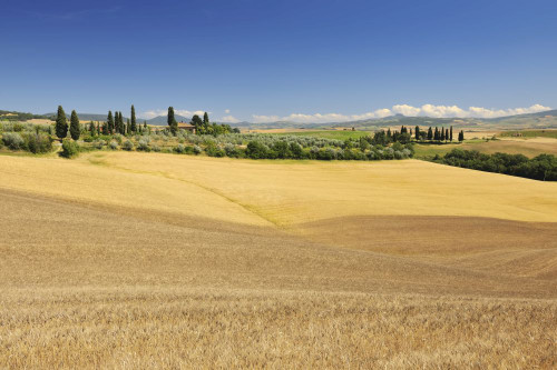 Tuscany Countryside with Wheat Field, in the Summer, Siena Province, Tuscany, Italy Poster Print by Raimund Linke (19 x 12)