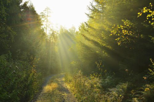 Sunny Forest Path in late Summer, Vielbrunn, Michelstadt, Hesse, Odenwald, Germany Poster Print by Raimund Linke (19 x 12)