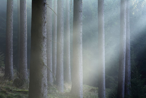 Morning Haze in the Coniferus Forest, Harz, Lower Saxony, Germany Poster Print by Raimund Linke (17 x 11)