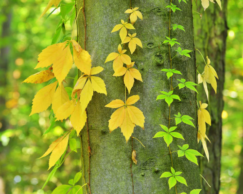 Virginia Creeper in Autumn, Wertheim, Baden-Wurttemberg, Germany Poster Print by Raimund Linke (17 x 14)