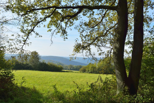 Forest Meadow, Katzenbuckel, Waldbrunn, Baden Wurttemberg, Germany Poster Print by Raimund Linke (19 x 12)