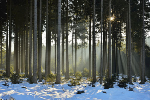 Sun through Coniferous Forest in Winter, Altenau, Harz, Lower Saxony, Germany Poster Print by Raimund Linke (19 x 12)