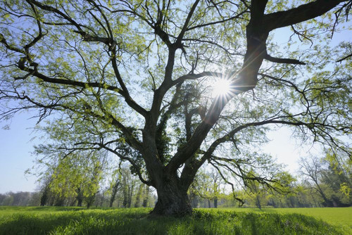 Park in Spring, Aschaffenburg, Bavaria, Germany Poster Print by Raimund Linke (19 x 12)