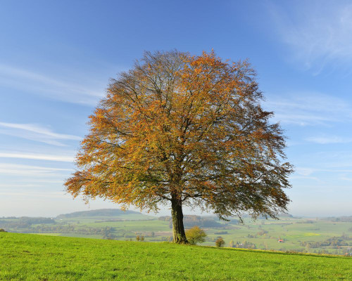 Oak Tree in Autumn, Vogelsbergkreis, Hesse, Germany Poster Print by Raimund Linke (17 x 14)