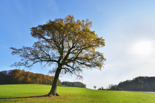Oak Tree in Autumn with Sun, Vogelsbergkreis, Hesse, Germany Poster Print by Raimund Linke (19 x 12)