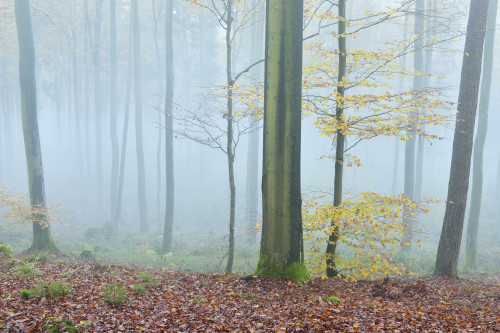 Autumn Forest with Fog, Spessart, Bavaria, Germany Poster Print by Raimund Linke (19 x 12)