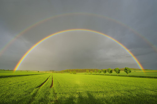 Maple Trees in Grain Field with Double Rainbow in Spring, Bad Mergentheim, Baden-Wurttemberg, Germany Poster Print by Raimund Linke (19 x 12)
