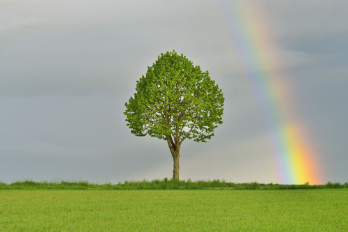 Maple Tree in Grain Field with Rainbow in Spring, Bad Mergentheim, Baden-Wurttemberg, Germany Poster Print by Raimund Linke (19 x 12)
