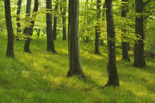 Forest in the Spring, Vogelsberg District, Hesse, Germany Poster Print by Raimund Linke (19 x 12)