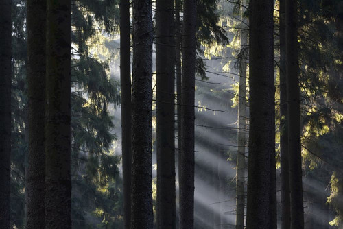 Morning Haze in the Coniferus Forest, Harz, Lower Saxony, Germany Poster Print by Raimund Linke (19 x 12)