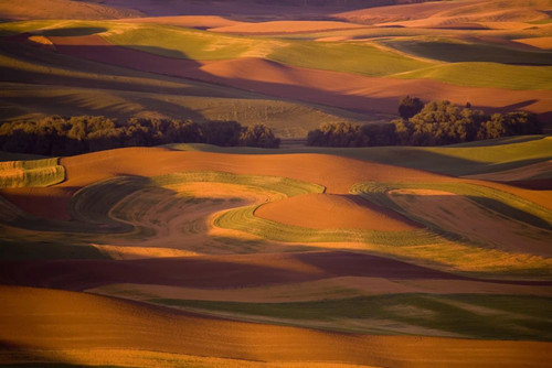 Palouse wheat fields in warm colours from Steptoe Butte at sunset; Washington, United States of America Poster Print by Craig Tuttle (19 x 12)