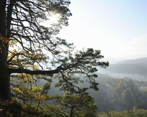 Pine Forest on Mountain with Sun, Hochstein, Dahn, Dahner Felsenland, Pfalzerwald, Rhineland-Palatinate, Germany Poster Print by Raimund Linke (17 x 13)