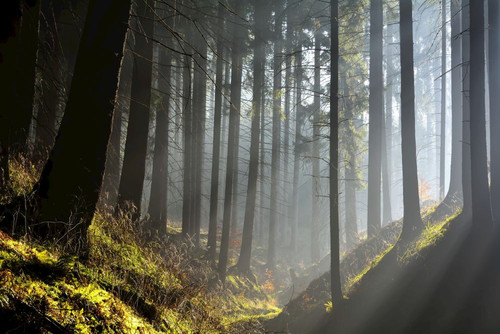 Morning haze in coniferus forest, Harz, Lower Saxony, Germany Poster Print by Raimund Linke (19 x 12)